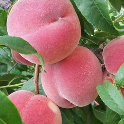 ����ʹ-fun88����ʹ-�ٷ���վ