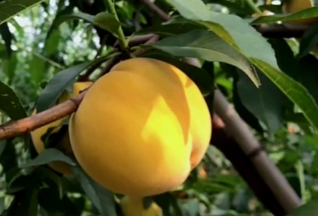 ����ʹ-fun88����ʹ-�ٷ���վ