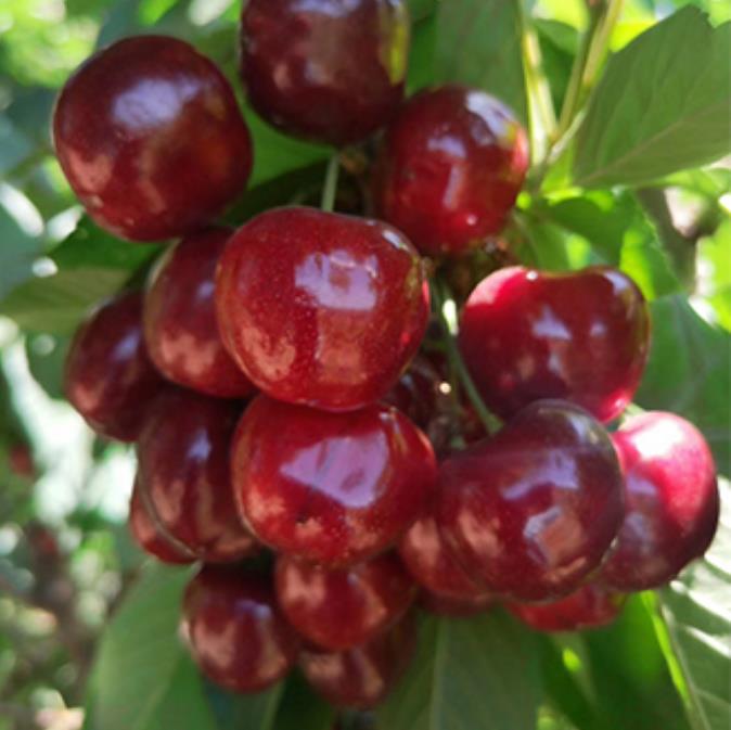 ����ʹ-fun88����ʹ-�ٷ���վ