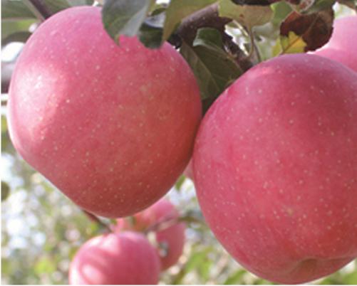 ����ʹ-fun88����ʹ-�ٷ���վ