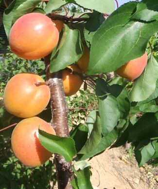 ����ʹ-fun88����ʹ-�ٷ���վ