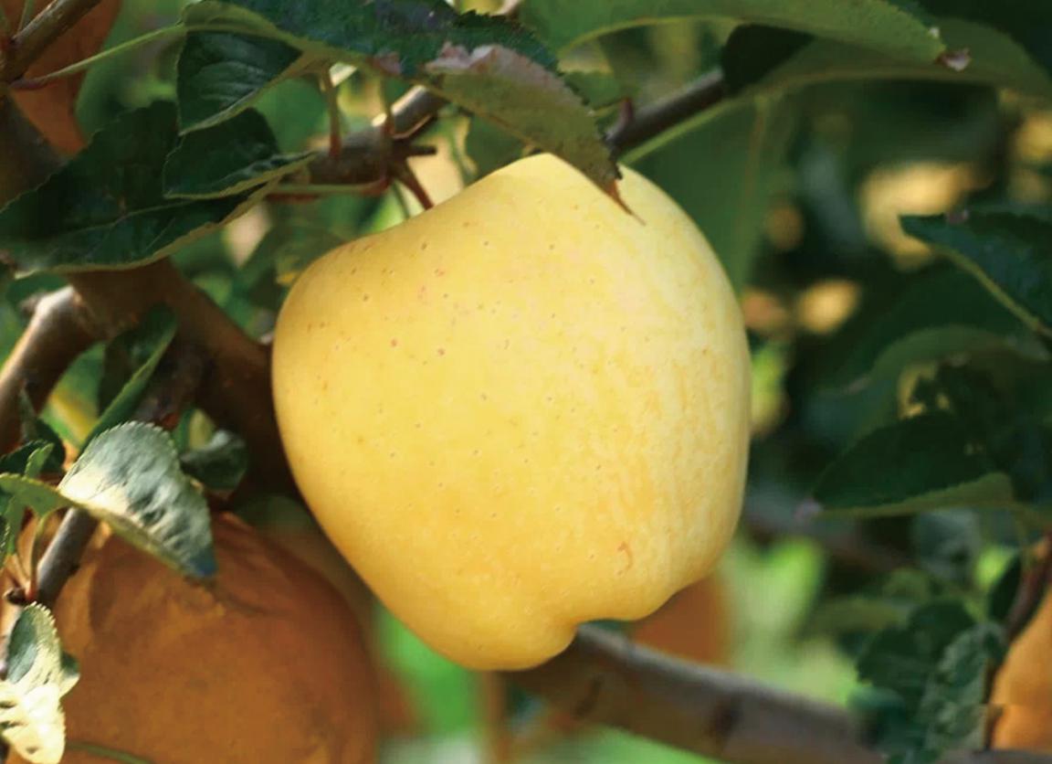 ����ʹ-fun88����ʹ-�ٷ���վ